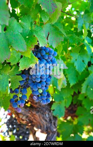 Raisins de Shiraz dans un vignoble près de Stellenbosch, Afrique du Sud Banque D'Images