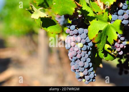 Raisins de Shiraz dans un vignoble près de Stellenbosch, Afrique du Sud Banque D'Images