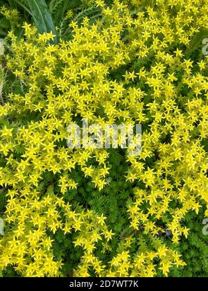 Sedum acre, plante vivace et succulente de la famille des Crassulacées. Les petites fleurs jaunes sont la décoration d'un lit de fleurs ou d'une pelouse. Ver de grès naturel Banque D'Images