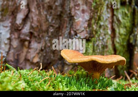 Un gros champignon avec un chapeau pousse sur la mousse avant d'un tronc d'arbre Banque D'Images