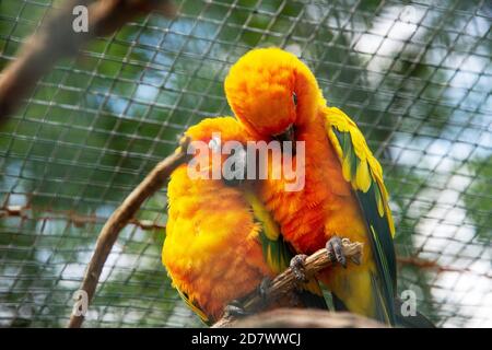 parakeet du soleil, également connu dans l'aviculture comme la conure du soleil, Aratinga solstitialis Banque D'Images