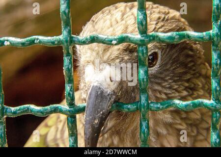 Le kea, Nestor notabilis, est une espèce de grand perroquet de la famille des Nestoridae Banque D'Images