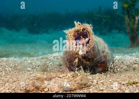 Le poulpe de sable armé court, Amphioctopus arenicola, vit dans une bouteille jetée sur un fond sablonneux, non loin d'un récif et est endémique, Maui, Hawaii. Banque D'Images