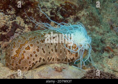 FILEFISH À CRAWLED, Aluterus scriptus, HAWAÏ. Banque D'Images