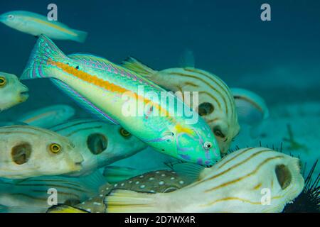 Il s'agit de la phase mâle terminale de la Wrasse à rayures rouges, Halichoeres hartzfeldii, Philippines. Il est également connu sous le nom de Hartzfeld's wrasse, orange-line wr Banque D'Images