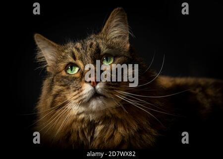 Une race de chat tabby Munchkin Banque D'Images