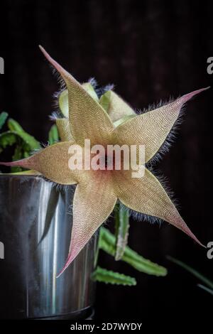 Cactus Starfish Banque D'Images