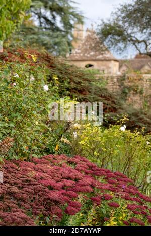 Wiltshire Royaume-Uni. Octobre 2020. Jardin au Great Chalfield Manor près de Bradford on Avon, photographié en automne avec des fleurs de sedum rouges au premier plan Banque D'Images