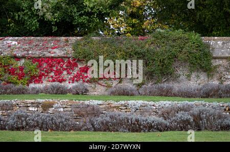 Ivy de Virginie rampante qui pousse sur un vieux mur, photographié en automne quand les feuilles deviennent rouge foncé. Photographié près de Bradford sur Avon, Royaume-Uni Banque D'Images