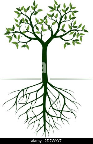 Arbre vert avec des feuilles. Contour Vector Illustration. Plante dans le jardin. Illustration de Vecteur