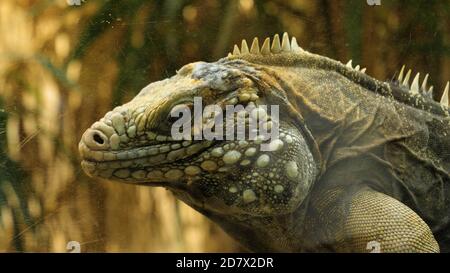 Iguana vert regardant autour derrière le verre. Banque D'Images