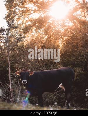 Plan vertical d'une vache brune avec des cornes debout dans le champ, forêt brune d'automne derrière elle. Soleil haut sur le ciel criant à travers les branches Banque D'Images