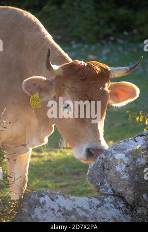 Directement sur la vue d'une vache orange avec des cornes regardant droit renifler un rocher, portant une cloche dorée et une étiquette de marquage jaune sur son oreille. Entouré b Banque D'Images