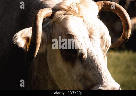 Tête d'une vache blanche avec des taches noires et de longues cornes rondes inclinées regardant droit , entourée d'herbe. Trouvé en randonnée dans une forêt Banque D'Images