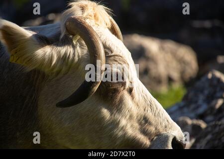 Tête d'une vache blanche avec des taches noires et de longues cornes rondes inclinées regardant droit , entourée d'herbe. Trouvé en randonnée dans une forêt Banque D'Images