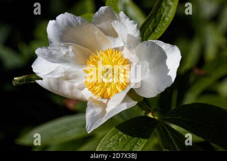 Paeonia emodi est une plante herbacée vivace robuste qui hiverne avec des bourgeons souterrains (ce que l'on appelle l'hémicryptophyte), a de grandes fleurs blanches. Banque D'Images