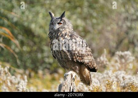 OWL de la buse eurasienne assis et flopping Banque D'Images