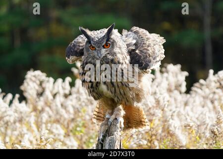 OWL de la buse eurasienne assis et flopping Banque D'Images