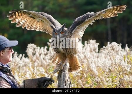 OWL de la buse eurasienne assis et flopping Banque D'Images