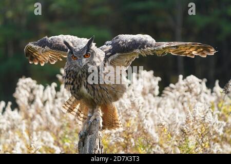 OWL de la buse eurasienne assis et flopping Banque D'Images