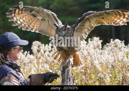 OWL de la buse eurasienne assis et flopping Banque D'Images