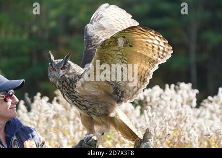 OWL de la buse eurasienne assis et flopping Banque D'Images