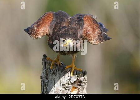 Harris Hawk en vol et en perching Banque D'Images