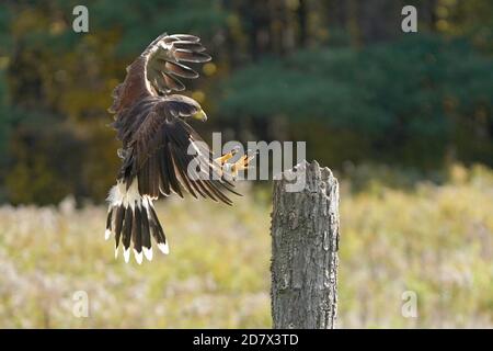 Harris Hawk en vol et en perching Banque D'Images