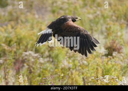 Harris Hawk en vol et en perching Banque D'Images