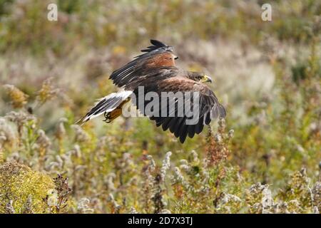 Harris Hawk en vol et en perching Banque D'Images