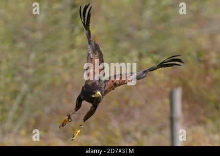 Harris Hawk en vol et en perching Banque D'Images