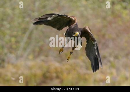 Harris Hawk en vol et en perching Banque D'Images