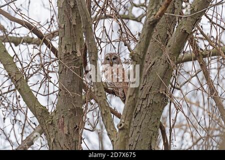 Hibou barré à l'observation d'un arbre dans Midewin National Tallgrass Prairie dans l'Illinois Banque D'Images