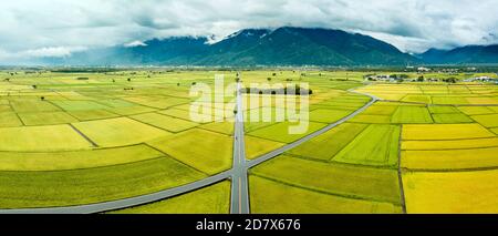 Vue aérienne des magnifiques champs de riz et de l'avenue M. Brown, dans le canton de Chisyang, comté de Taitung, Taïwan, en automne Banque D'Images