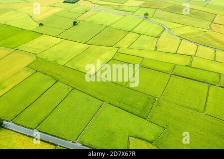 Vue aérienne des magnifiques champs de riz du canton de Chisyang, comté de Taitung, Taïwan Banque D'Images