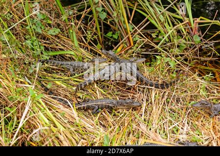 Groupe d'alligators de bébés le long d'une rive de terres humides à Shark Vallée dans le parc national des Everglades en Floride Banque D'Images