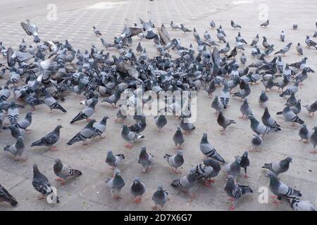 Pigeons à Street Banque D'Images