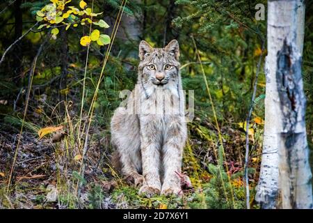 Gros plan de lynx sauvage portrait dans la forêt regardant la caméra en été Banque D'Images