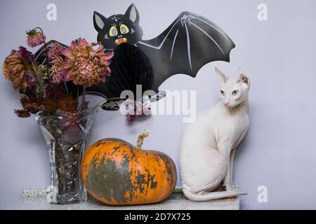Chat sphynx blanc mignon, chauve-souris noire, fleurs séchées dans un vase et citrouille d'Halloween sur fond lilas Banque D'Images