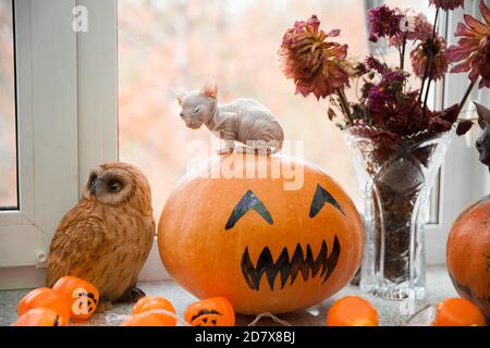 Mignon chat blanc de don sphynx assis sur la citrouille d'halloween Banque D'Images