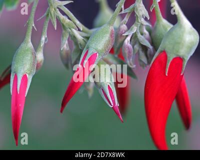 GROS PLAN DE FLEUR ROSE DE FLAMINGO COMMUNÉMENT CONNUE, CLIANTHUS PUNICEUS. Banque D'Images