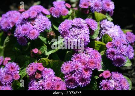 GROS PLAN DES FLEURS DE LA PLANTE À FLOC BLEU (AGERATUM) EN AUSTRALIE. Banque D'Images