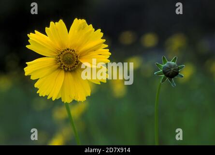 GROS PLAN D'UNE FLEUR DE COREOPSIS ET DE BUD (COMPOSITAE) AUSTRALIE Banque D'Images