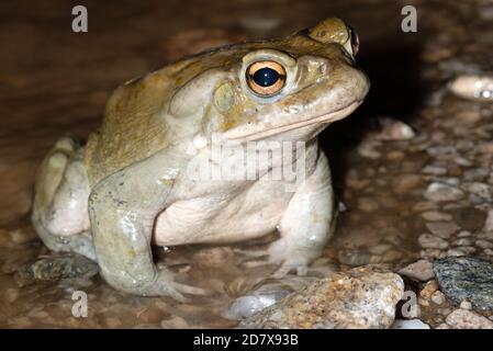 Sonoran Desert Toad (Incilius alvarius) dans un désert courant arroyo Banque D'Images
