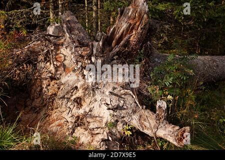 un arbre avec une grande racine qui est tombé dessus Banque D'Images