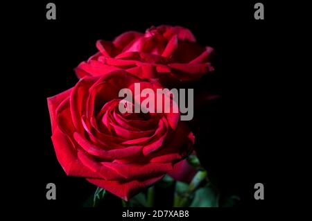 Encore la vie peinture légère, deux roses rouges avec un fond noir Banque D'Images