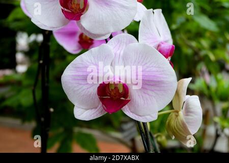 Gros plan, belle fleur d'orchidée dans le jardin naturel avec une mise au point douce et un arrière-plan flou, mise au point sélectivée Banque D'Images