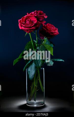 lumière peinture encore vie, roses rouges dans un environnement sombre avec un fond noir chiaroscuro technique. style baroque Banque D'Images