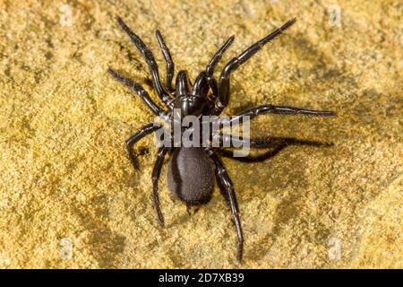 Gros plan sur Sydney Funnel-web Spider Banque D'Images