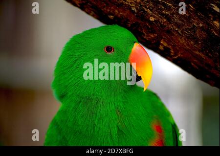 C'est mon meilleur côté - dit Kazuko, l'Eclectus Parrot, au sanctuaire de Healesville à Victoria, en Australie. Banque D'Images